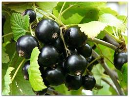 Картофельные очистки. Отличное удобрение для смородины!!!  