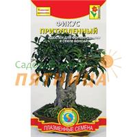 Фикус притупленный 
