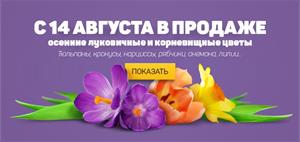 В СЦ ПЯТНИЦА уже с 14 августа в продаже осенние луковичные и корневищние цветы!