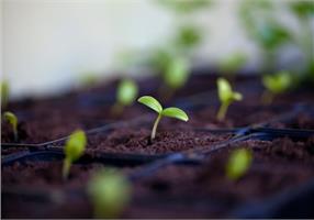 Обзор готовых почвогрунтов из магазина