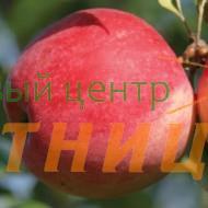 Яблоня Мамины стаканчики осенняя