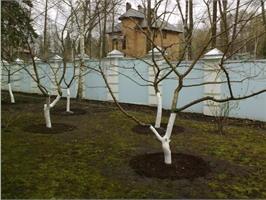 Что обрезать в плодовом саду весной