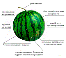 Арбуз: какой брать?