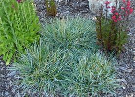 Сеслерия (Sesleria) caerulea