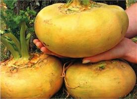 Репа: вкусна и не калорийна