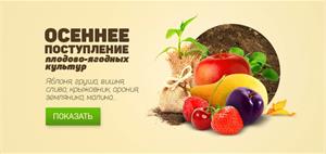 Осеннее поступление плодово-ягодных культур
