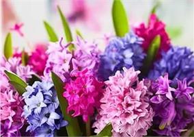 Размножаем гиацинты