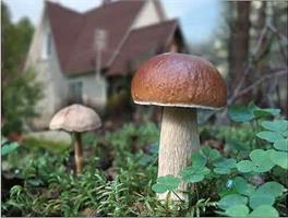 Сеем грибы на даче