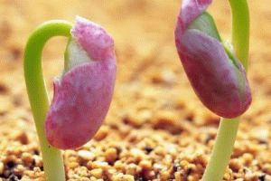 3 способа ускорить прорастания семян