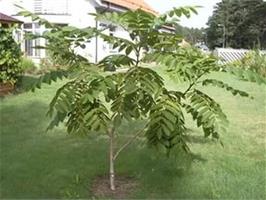 Маньчжурский орех на дачном участке