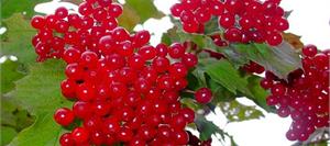 Калина плодовая Таежные Рубины