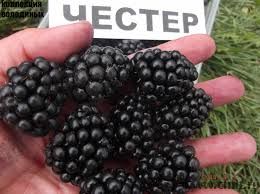 Причины популярности ежевика Честер в мире, описание сорта, посадка и уход