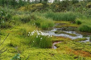 Сделать водосборный колодец и дренаж