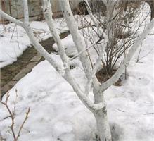 Плодовые деревья: что делать с зимними ранами?