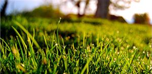 Как превратить скошенную траву в компост или мульчу?