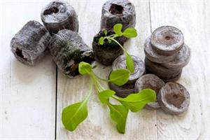 Торфяные таблетки для рассады