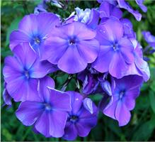 Флоксы весной, летом и осенью