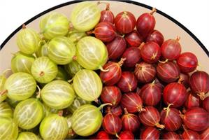 Крыжовник Командор. Слабошиповатый. Саженцы уже в продаже!