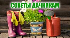 Садовые полезности. На всякий случай.
