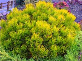 Сосна горная Carstens Wintergold