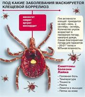 Как избавиться от клещей на даче? 