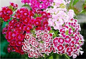 Гвоздика (Dianthus)