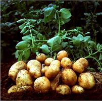Готовим картофель к посадке