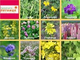 Сажаем сидераты 