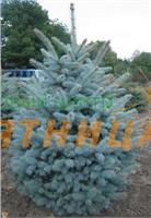 Ель колючая Glauca (голубая хвоя) 