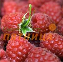 Почему плохо приживаются купленные высокосортные саженцы малины 