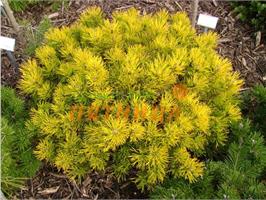Сосна горная Carstens Wintergold