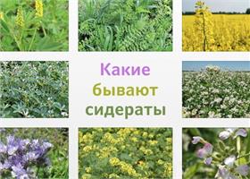 Что такое сидераты?