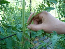 Как пасынковать томаты 
