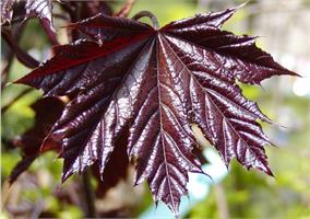 Клен остролистный (Acer platanoides Crimson King) 
