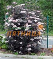 Бузина (Sambucus) nigra Thundercloud