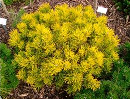 Сосна горная Carstens Wintergold