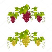 Уход за виноградом в июле!