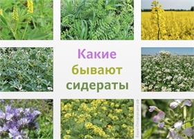 Сажаем сидераты 