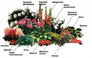 12 правил размещения растений в цветниках