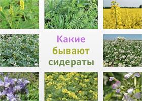 Что такое сидераты?