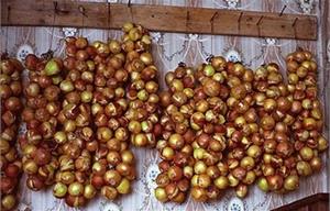 Уборка репчатого лука