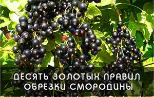 10 золотых правил обрезки смородины 