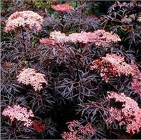 Бузина (Sambucus) nigra Black Tower