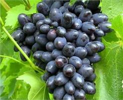 Виноград (Vitis) Kordianka особенности сорта 