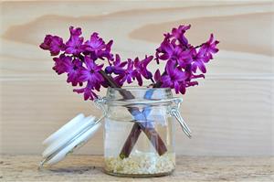10 самых ароматных цветов