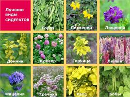Сажаем сидераты 
