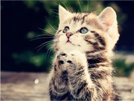 Типы котиков))) Юмор)