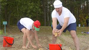 Когда выкапывать картофель?