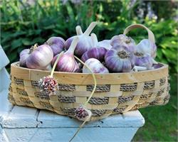 У нас в продаже появился озимый чеснок!