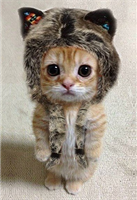 А вдруг котик голодный?